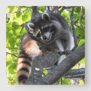 Niedlicher Raccoon in einem Baum Quadratische Wanduhr