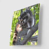 Niedlicher Raccoon in einem Baum Quadratische Wanduhr (Winkel)