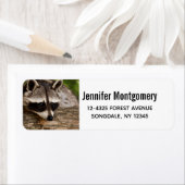 Niedlicher Raccoon-Ruhen auf einem Protokoll (Insitu)