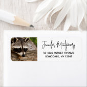 Niedlicher Raccoon-Ruhen auf einem Protokoll (Insitu)