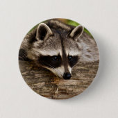 Niedlicher Raccoon-Ruhen auf einem Protokoll Button (Vorderseite)