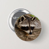 Niedlicher Raccoon-Ruhen auf einem Protokoll Button (Vorne & Hinten)