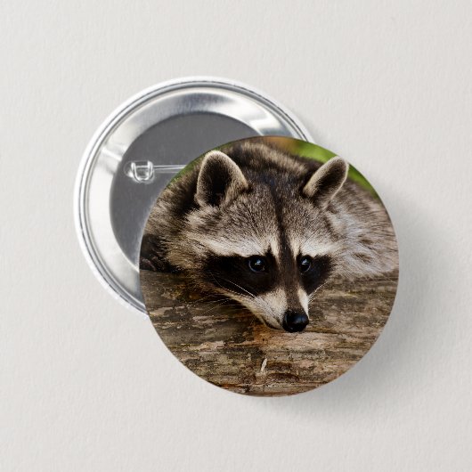 Niedlicher Raccoon-Ruhen auf einem Protokoll Button (Vorne & Hinten)