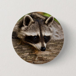 Niedlicher Raccoon-Ruhen auf einem Protokoll Button