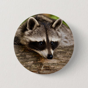 Niedlicher Raccoon-Ruhen auf einem Protokoll Button