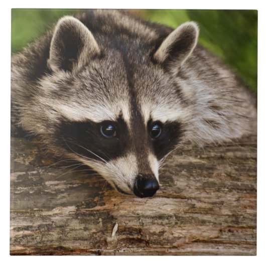 Niedlicher Raccoon-Ruhen auf einem Protokoll Fliese (Vorderseite)