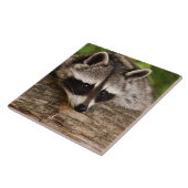 Niedlicher Raccoon-Ruhen auf einem Protokoll Fliese (Seite)