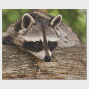 Niedlicher Raccoon-Ruhen auf einem Protokoll Geschenkpapier