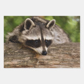 Niedlicher Raccoon-Ruhen auf einem Protokoll Geschenkpapier Set (Vorderseite 2)