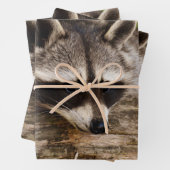 Niedlicher Raccoon-Ruhen auf einem Protokoll Geschenkpapier Set (Beispiel)