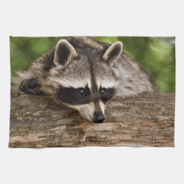Niedlicher Raccoon-Ruhen auf einem Protokoll Geschirrtuch