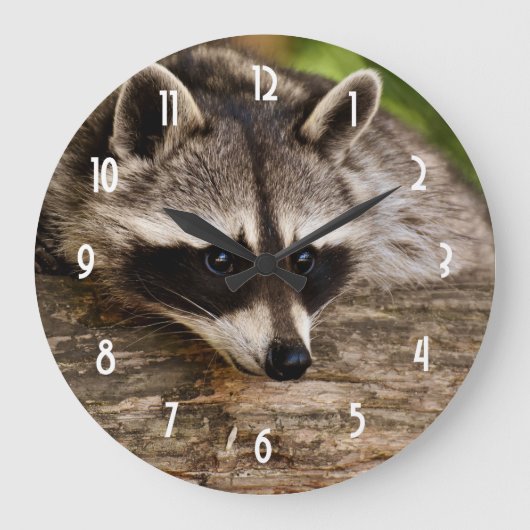Niedlicher Raccoon-Ruhen auf einem Protokoll Große Wanduhr (Vorderseite)