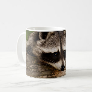 Niedlicher Raccoon-Ruhen auf einem Protokoll Kaffeetasse