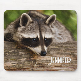Niedlicher Raccoon-Ruhen auf einem Protokoll Mousepad