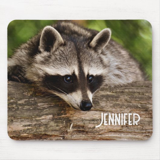 Niedlicher Raccoon-Ruhen auf einem Protokoll Mousepad (Vorne)