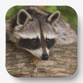 Niedlicher Raccoon-Ruhen auf einem Protokoll Pappteller (Vorderseite)
