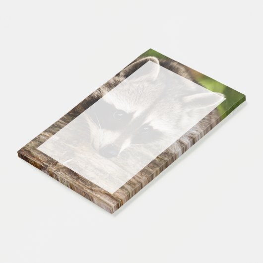 Niedlicher Raccoon-Ruhen auf einem Protokoll Post-it Klebezettel (angewinkelt)