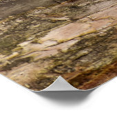 Niedlicher Raccoon-Ruhen auf einem Protokoll Poster (Ecke)