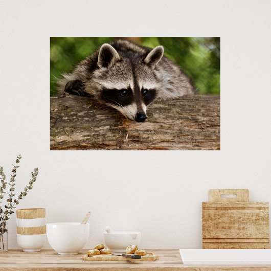 Niedlicher Raccoon-Ruhen auf einem Protokoll Poster (Küche)