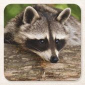 Niedlicher Raccoon-Ruhen auf einem Protokoll Rechteckiger Pappuntersetzer (Vorderseite)