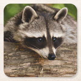 Niedlicher Raccoon-Ruhen auf einem Protokoll Rechteckiger Pappuntersetzer