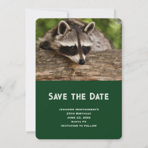 Niedlicher Raccoon-Ruhen auf einem Protokoll Save The Date