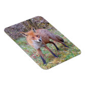 Niedlicher Red Fox-Foto-Magnet für vertikale Flexi Magnet (Rechte Seite)