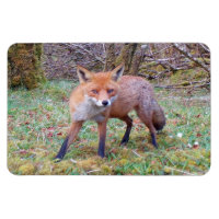 Niedlicher Red Fox Horizontal Flexi Foto Magnet