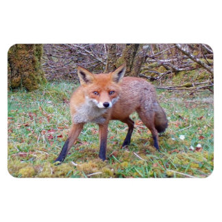 Niedlicher Red Fox Horizontal Flexi Foto Magnet
