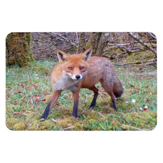 Niedlicher Red Fox Horizontal Flexi Foto Magnet (Horizontal)