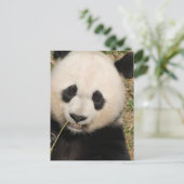 Niedlicher Riesenbär Postkarte (Stehend Vorderseite)