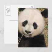 Niedlicher Riesenbär Postkarte (Vorne/Hinten)