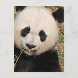 Niedlicher Riesenbär Postkarte