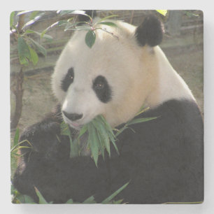 Niedlicher Riesenbär Steinuntersetzer