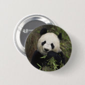 Niedlicher riesiger Panda Button (Vorne & Hinten)