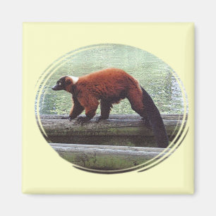 Niedlicher Rot-Getrumpfter Lemur-roter Magnet