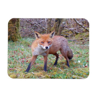 Niedlicher Roter Fox Horizontaler Trockenmasseboge Magnet