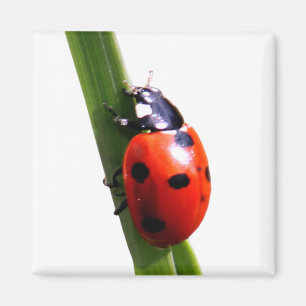 Niedlicher roter gepunkteter Marienkäfer Magnet