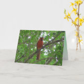 Niedlicher roter Kardinal in Baumleere Karte (Gelbe Blume)