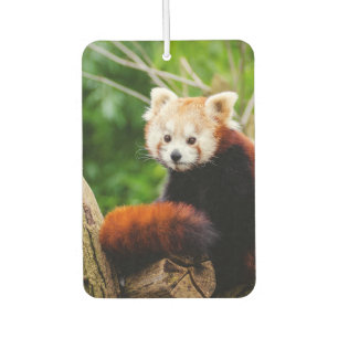 Niedlicher roter Panda-Bär Autolufterfrischer