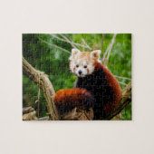 Niedlicher roter Panda-Bär Puzzle (Horizontal)