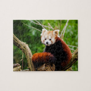 Niedlicher roter Panda-Bär Puzzle