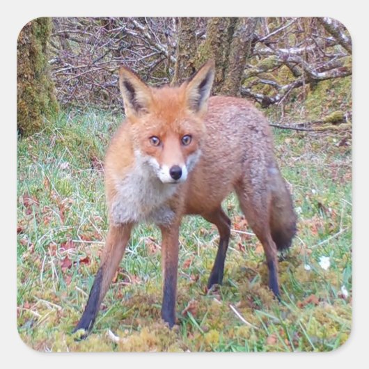 Niedlicher Rotfuchs Wald Wildtier Charakter Natur Quadratischer Aufkleber (Vorderseite)
