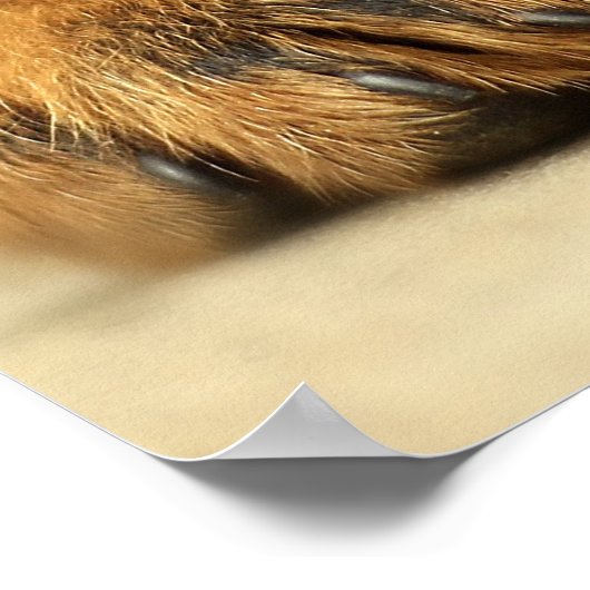 Niedlicher Rottweiler Poster (Ecke)