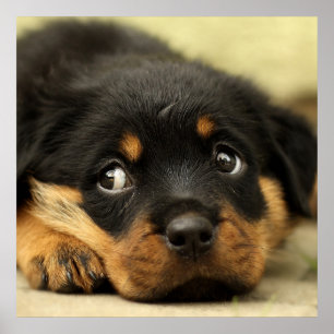 Niedlicher Rottweiler Poster