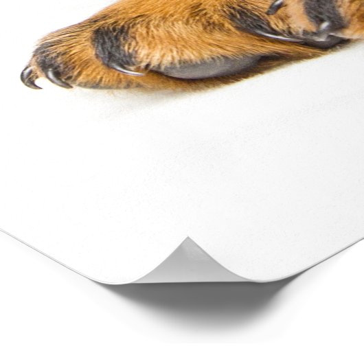 Niedlicher Rottweiler Poster (Ecke)