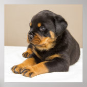 Niedlicher Rottweiler Poster (Vorne)