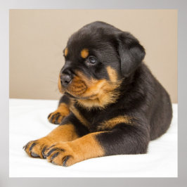Niedlicher Rottweiler Poster