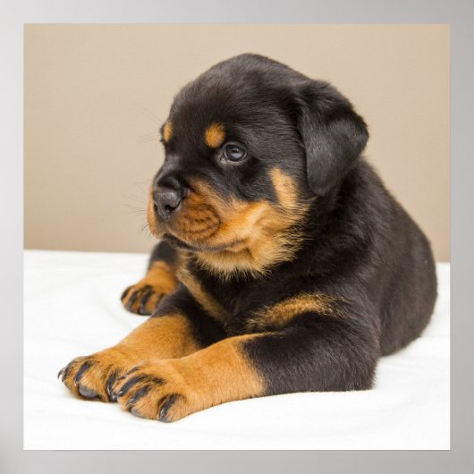 Niedlicher Rottweiler Poster (Vorne)