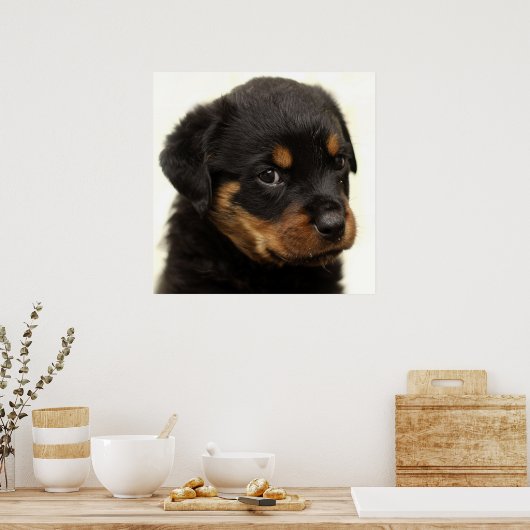 Niedlicher Rottweiler Poster (Küche)